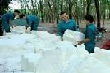 Ngành cao su Việt Nam gặp khó do giá xuống mức thấp kỷ lục